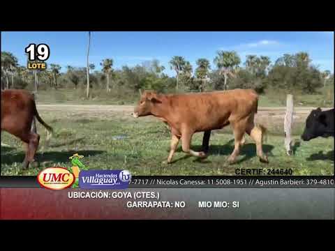 Lote 45 Novillos en Goya, Corrientes