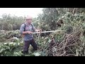 Skill Memotong Rumput Untuk Lahan Jagung Menggunakan Mesin