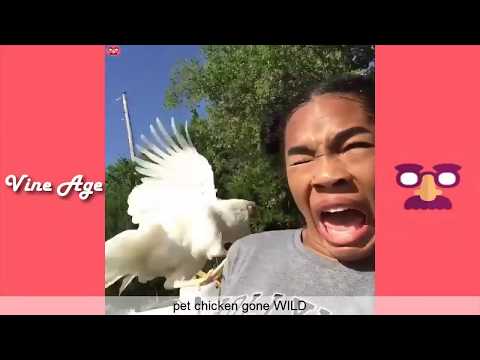 Quensadilla Vines vs PerfectLaughs - Vine Compilation 2017