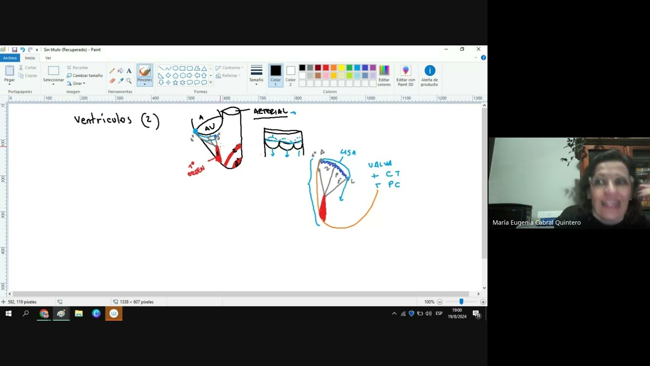 CURSO ANATOMIA X ESQUEMAS - 2da Clase: Ventriculos, Sistema Cardinector e Irrigación Cardiaca