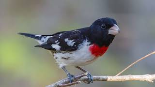 Download lagu The song of the Rose-Breasted Grosbeak - Bird Sounds | 10 Hours mp3 Download lagu The song of the Rose-Breasted Grosbeak - Bird Sounds | 10 Hours mp3