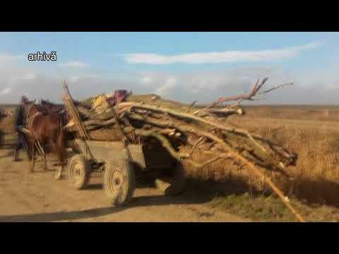 ȘTIRE ETV/ 14.11.2017 - FURT DE MATERIAL LEMNOS