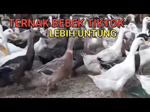 , title : 'Ternak Bebek Jenis Tiktok Lebih Untung'
