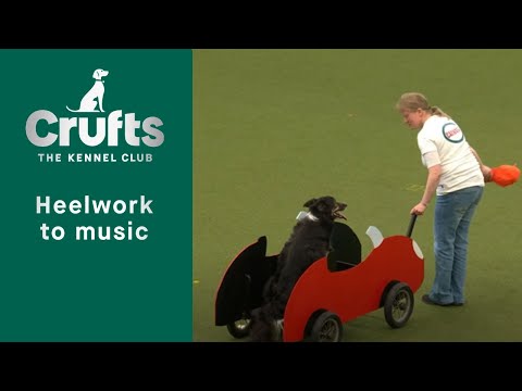 Heelwork To Music - Freestyle International Competition Part 2 | Crufts 2023