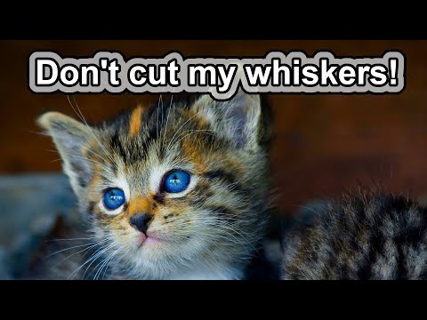 Cat Facts |  Cats can't taste sweet?