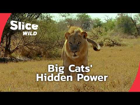 The Mystical Power of Big Cats | SLICE WILD | FULL DOC