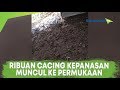 Ribuan Cacing Tanah Muncul ke Permukaan di Solo dan Klaten Ribuan Cacing Tanah Muncul ke Permukaan di Solo dan Klaten