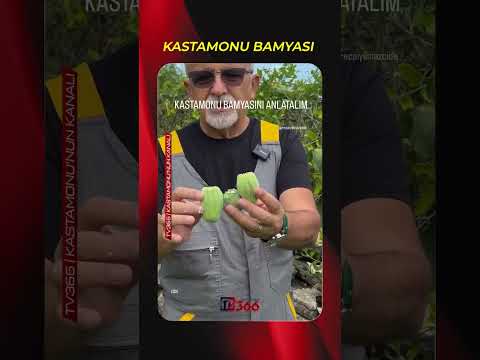 Kastamonu Bamyası