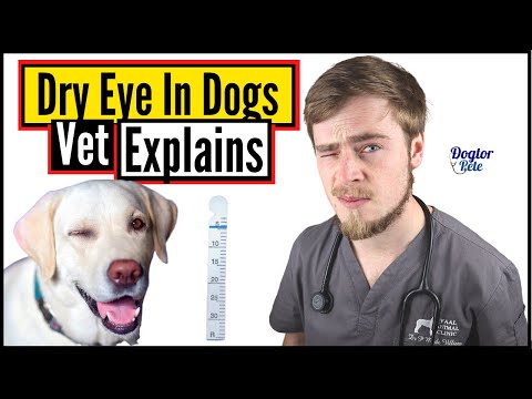 How To Save And Treat A Dog Suffering From Dry Eye? You NEED To Do This! | Vet Explains