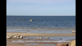Как ловить корюшку в ленинградской области
