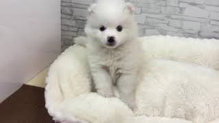 ハーフ犬の動画01