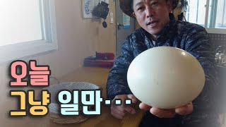 오늘도 일! 병아리가 언제 이렇게 컸지?