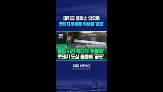 '스윽' 대학교 캠퍼스 안으로 등장한 거대한 몸집에 학생들 '공포' #shorts