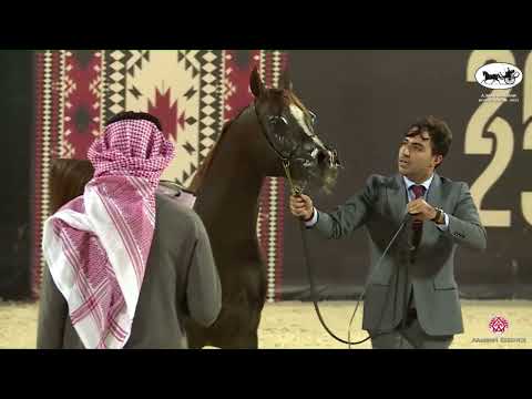 N 248 D KHATTAF   Ajman Arabian Horse Show 2023   Stallions 10+ Years Old Class 12