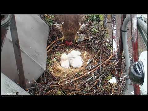 04 29 2018 Red tailed Hawk - feeding