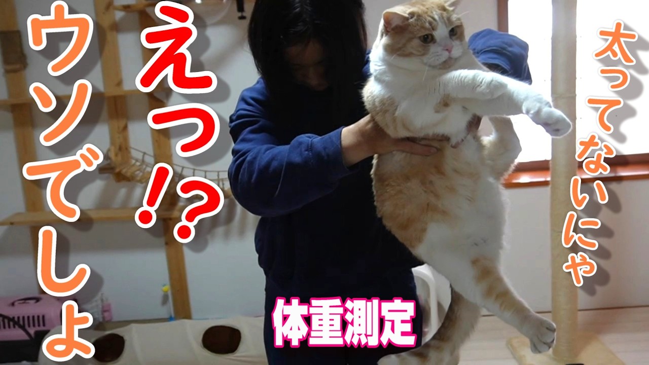 猫の体重測定〜ダイエットの為に巨大キャットホイールに挑戦【スコティッシュフォールド】【アビシニアン】
