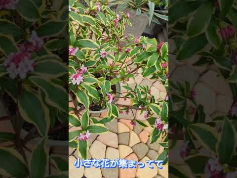 あなたの庭に絶対に置きたいチョコレートのような香りの植物を5つ以上！  庭園