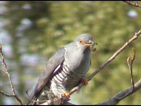 download lagu mp3 mp4 Oiseau Coucou, download lagu Oiseau Coucou gratis, unduh video klip Oiseau Coucou