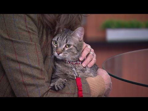 Special needs animals find a home through Pet Haven - YouTube