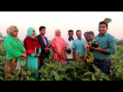 তাল বেগুনঃ সিলেটের লাভজনক অর্গানিক সবজী