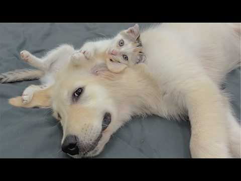 YouTube 썸네일