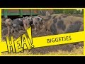 HEA! Biggetjes
