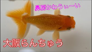 《金魚》大阪らんちゅうはかわうぃーい！！