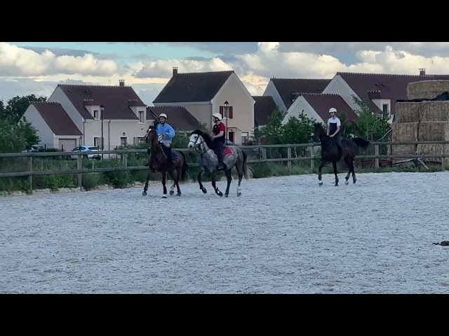 Gelding Thoroughbred For sale 2021 Bay