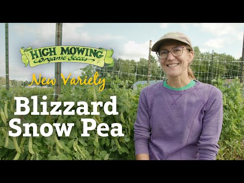 Blizzard Snow Pea