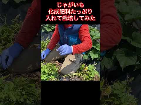 ジャガイモを豊かに収穫するには、いつ肥料を施用すればよいでしょうか?どのような肥料を使用すればよいでしょうか？  庭園