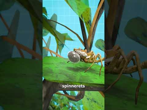 Why You Shouldn't Stomp On A Spider 😱