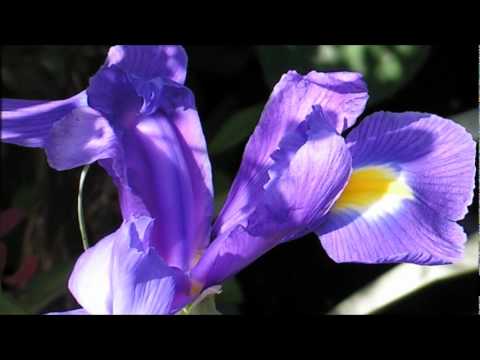 Patrycja Kosiarkiewicz - Bajeczka