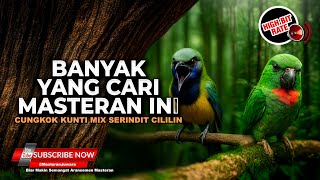 Download lagu 🔴 Masteran Cucak Cungkok Gacor Isian Kunti vs Serindit Gacor Cililin Banyak yang Cari & Mudah Masuk mp3