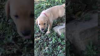 Video preview image #8 Labrador Retriever Puppy For Sale in PARIS, MO, USA