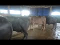 Second Time Buffalo Milking Our Deyri Farm