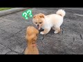 My Dog Reacts To Coca Cola Mentos Experiment