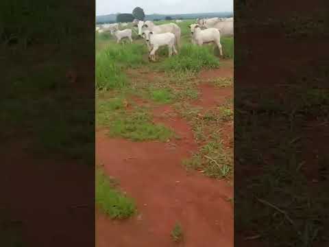 FD.noPará Município floresta do Araguaia 225 alqueires 130 mil por alqueires chama nozap.91982165638