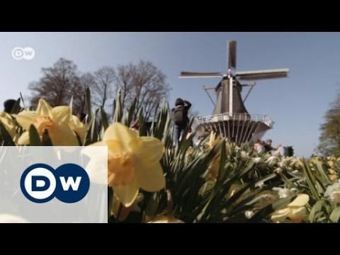 Blütenpracht auf dem Keukenhof | DW Deutch