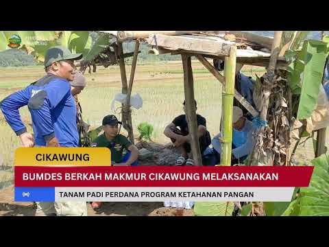 Penanaman Padi oleh BUMDes Berkah makmur Cikawung