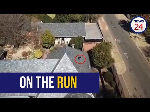 WATCH: Animal Welfare Group still on the hunt for baboon spotted in Northcliff