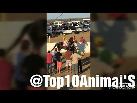 Penca de Corridas de Cavalos no HGP ( CAPIM GROSSO ) 06/10/2019.