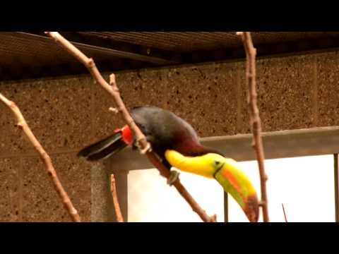 Toucan Vocals