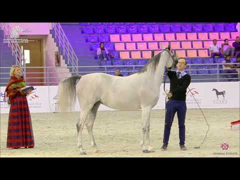 N 106 JURI AL BIDAYER   Sharjah Arabian Horse Festival 2020   Mares 4 to 6 Years Old Class 4