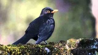 Vogels met zang