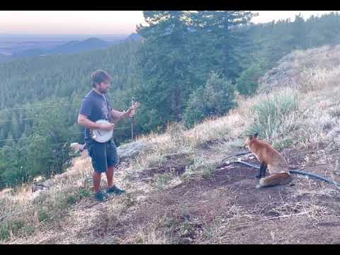 Un Hombre Toca El Banjo y Un Zorro Disfruta De La Música