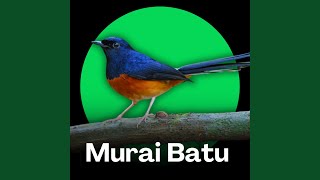 Download lagu Suara Murai Batu Isian Kenari mp3