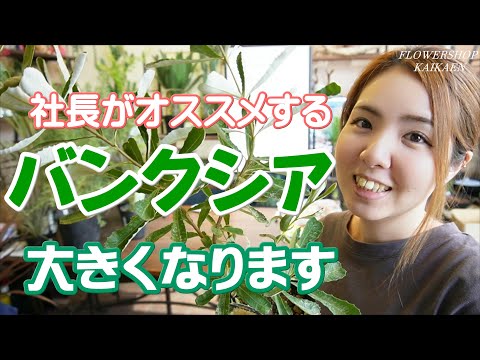 バンクシア インテグリフォリア subsp.インテグリフォリア - 定義