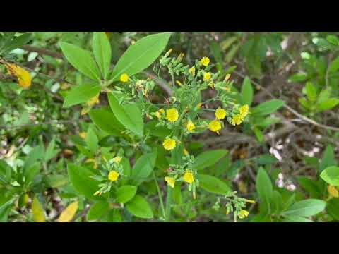 AI が高齢者医療にどのように役立つか