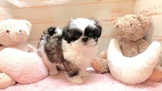 シーズーの動画01