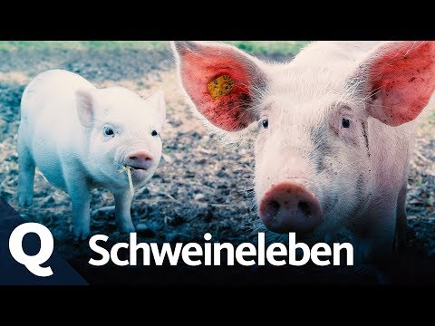 , title : 'Das Leben als Schwein. Ganze Folge | Quarks'